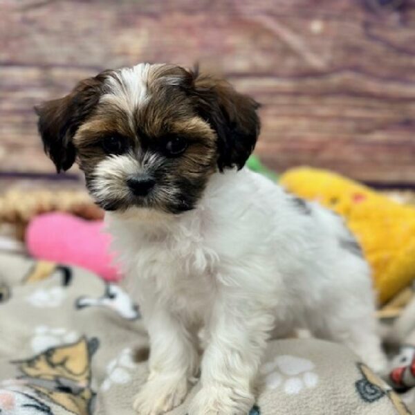 Shipoo-DOG-Male-Brdl & Wh-5152-Petland Woodlands, TX