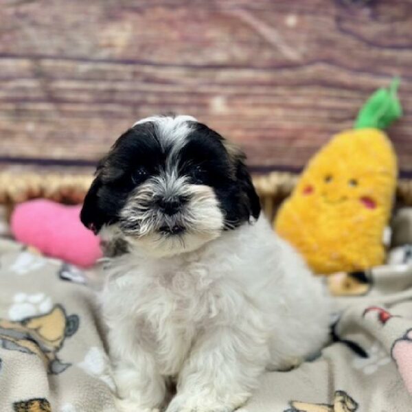 Teddy Bear-DOG-Male-Wh & Blk-5148-Petland Woodlands, TX