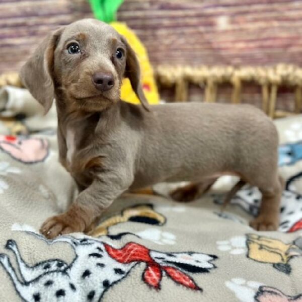 Dachshund-DOG-Male-Bl & Tn-5160-Petland Woodlands, TX