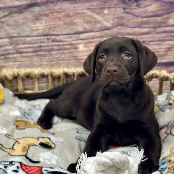 Labrador Retriever-DOG-Female-Chlt-5158-Petland Woodlands, TX