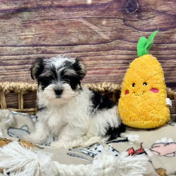 Morkie DOG Male Blk & Wh , Cr mkgs 5162 Petland Woodlands, TX