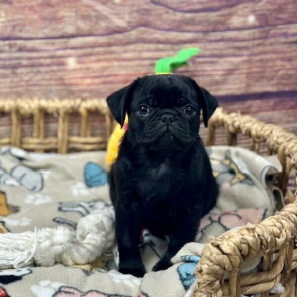 Pug-DOG-Male-Blk-5161-Petland Woodlands, TX