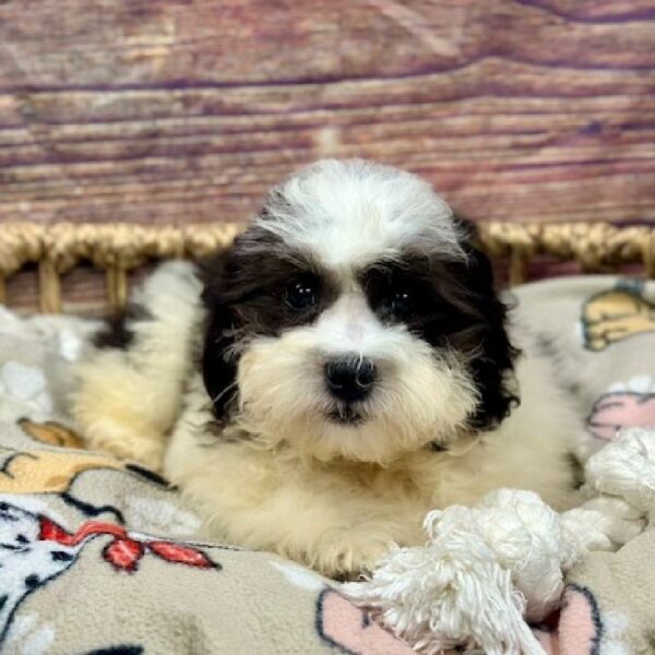 Teddy Bear-DOG-Male-Blk & Wh-5157-Petland Woodlands, TX