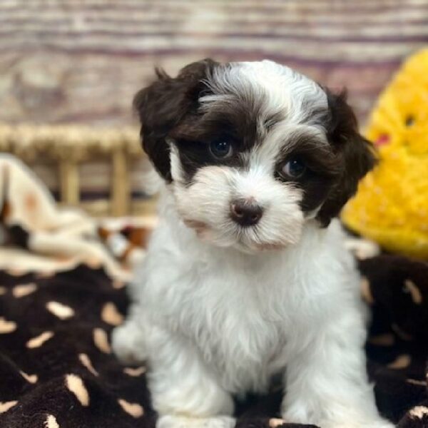 Cockapoo-DOG-Female-Chlt, wh Mkgs-5171-Petland Woodlands, TX