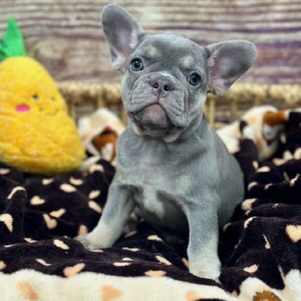 French Bulldog-DOG-Female-Bl Fn-5169-Petland Woodlands, TX