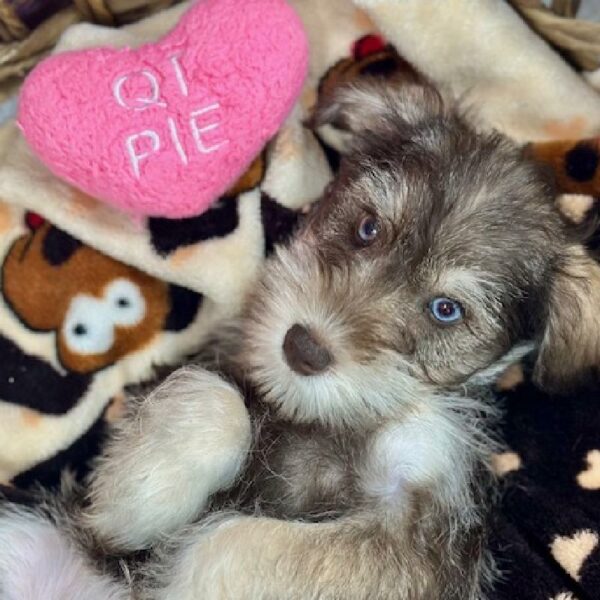 Mini Schnauzer-DOG-Female-Liver and Pepper-5167-Petland Woodlands, TX