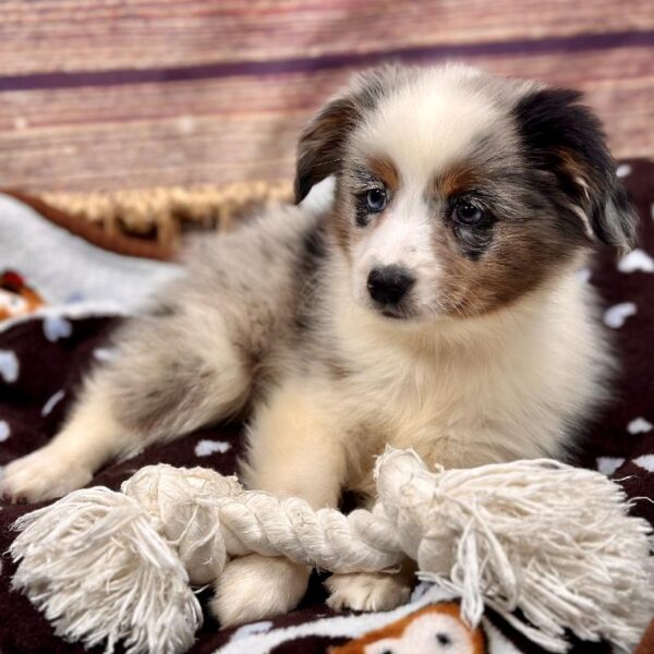 Miniature Australian Shepherd-DOG-Male-bl mrl-5116-Petland Woodlands, TX