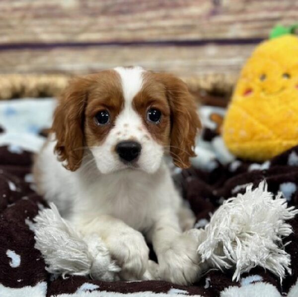 Cavalier King Charles Spaniel-DOG-Male-Blenheim-5128-Petland Woodlands, TX