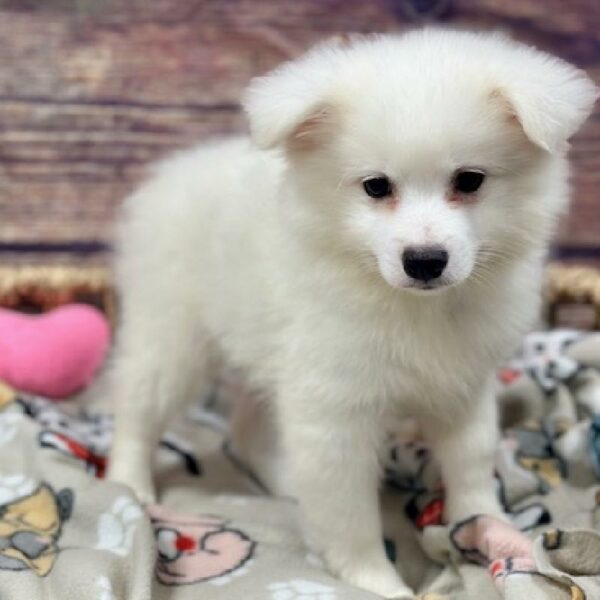 American Eskimo-DOG-Male-White-5141-Petland Woodlands, TX