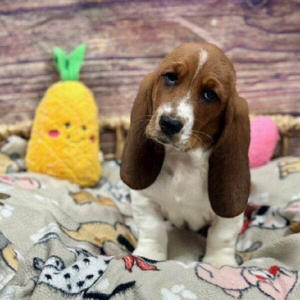 Basset Hound-DOG-Female-Rd & Wh-5163-Petland Woodlands, TX
