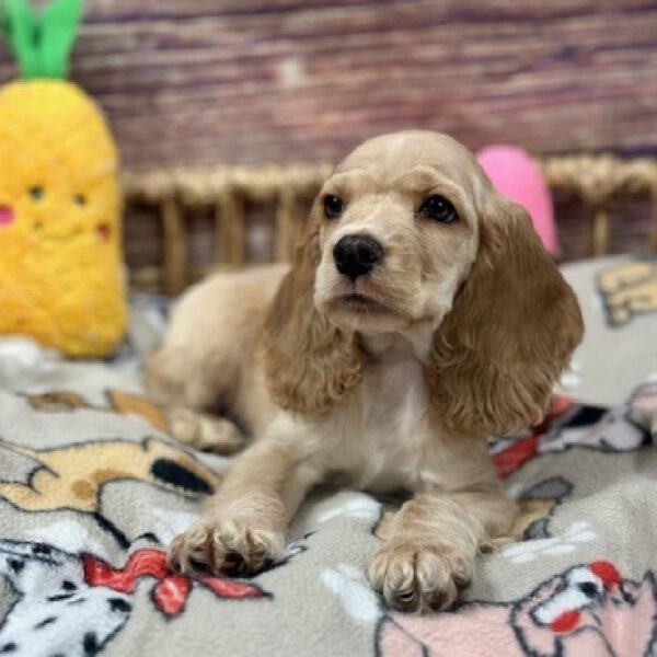Cocker Spaniel-DOG-Male-Buff-5156-Petland Woodlands, TX