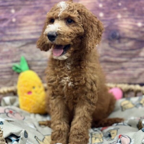 Goldendoodle 2 Gen-DOG-Male-Rd & Wh , Txdo-5159-Petland Woodlands, TX