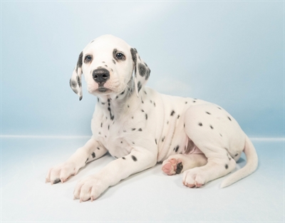 Dalmatian-DOG-Male-White and Black-5164-Petland Woodlands, TX