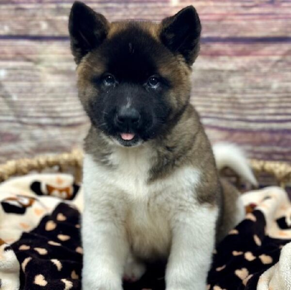 Akita-DOG-Female-Blk , Wh mkgs-5173-Petland Woodlands, TX