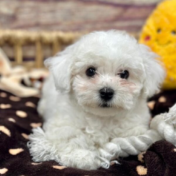 Bichon-DOG-Male-Wh-5172-Petland Woodlands, TX