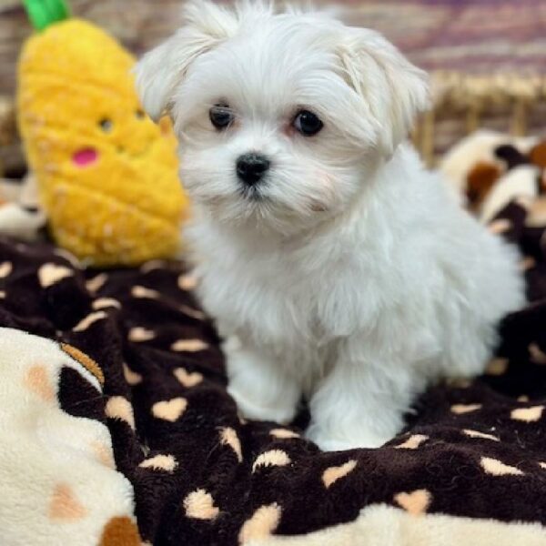 Maltese-DOG-Male-Wh-5168-Petland Woodlands, TX