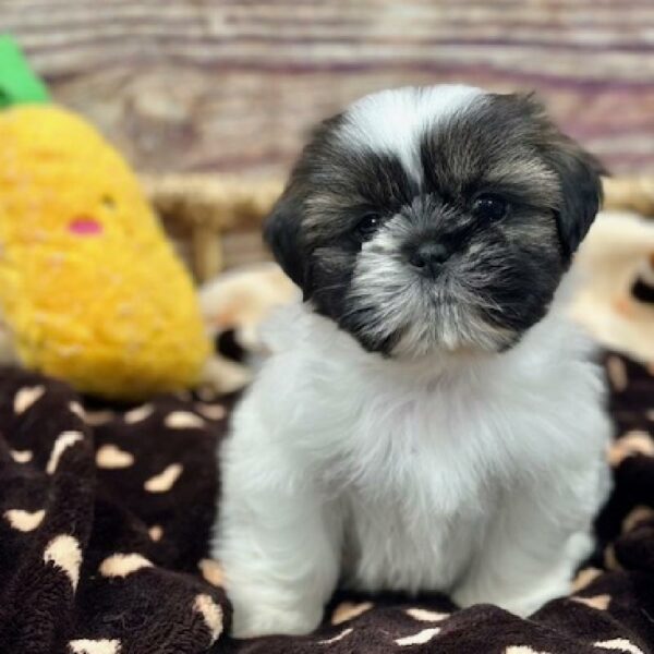 Shih Tzu-DOG-Male-Blk Br & Wh-5175-Petland Woodlands, TX