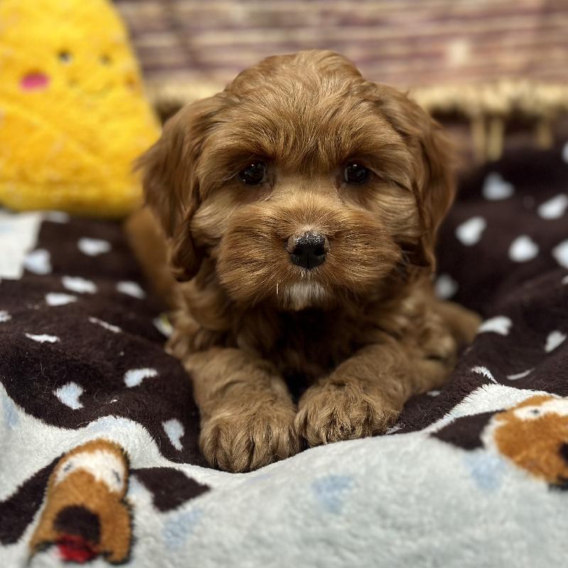 Cavapoo Puppy Rd ID:5178 Located at Petland Woodlands, TX