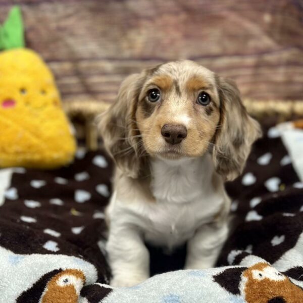 Dachshund-DOG-Male-Chllt Sbl, Dpl Pbld-5183-Petland Woodlands, TX