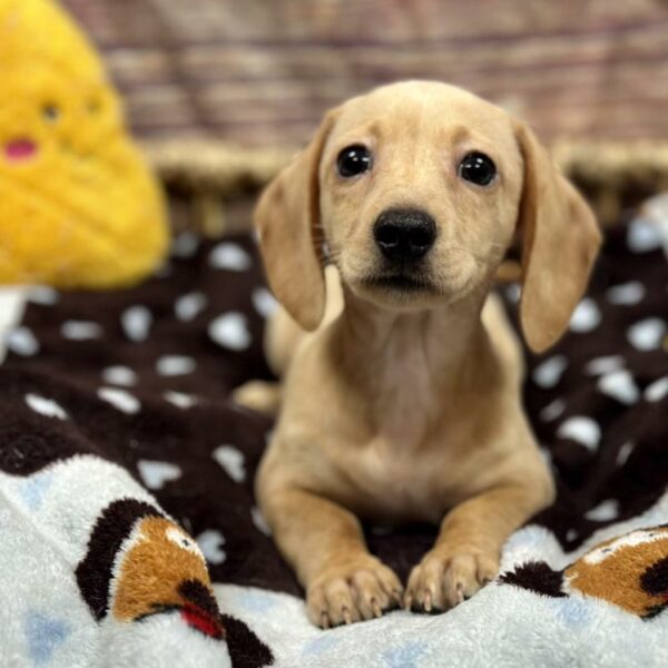 Dachshund-DOG-Female-Cr-5177-Petland Woodlands, TX