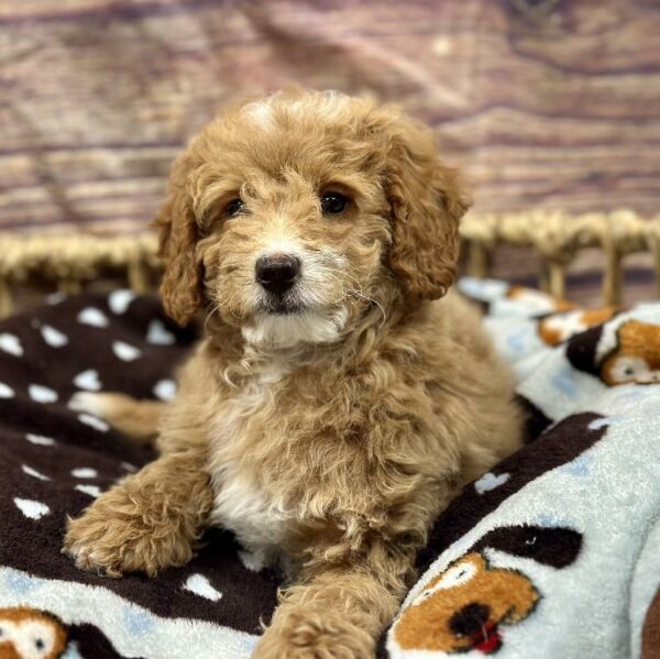 Goldendoodle Mini 2nd Gen-DOG-Male-Lt Rd-5181-Petland Woodlands, TX