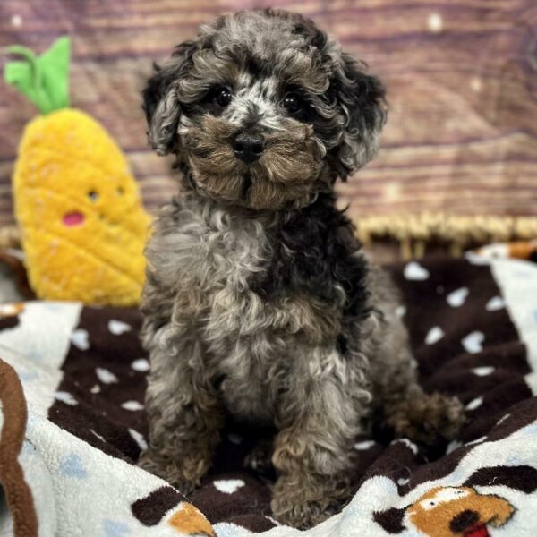 Poodle-DOG-Male-Choc Mrl-5182-Petland Woodlands, TX