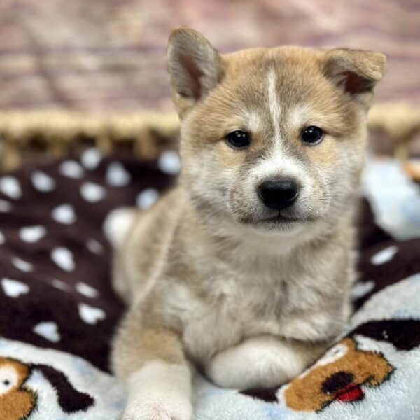Shiba Inu-DOG-Male-Rd-5184-Petland Woodlands, TX