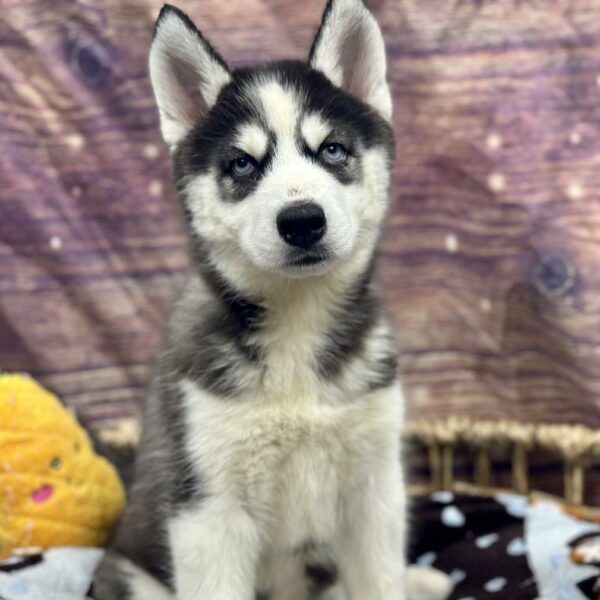 Siberian Husky-DOG-Female-Blk & Wh-5180-Petland Woodlands, TX