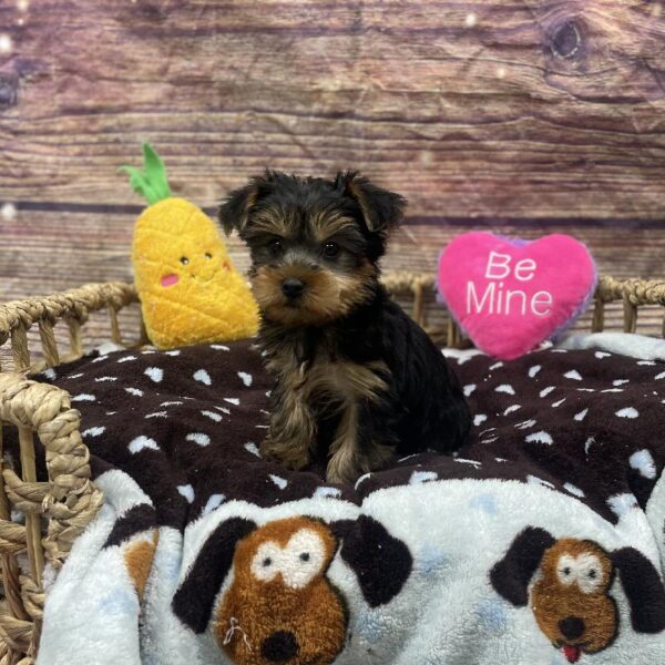 Yorkie-DOG-Male-Blk & Tn-5188-Petland Woodlands, TX