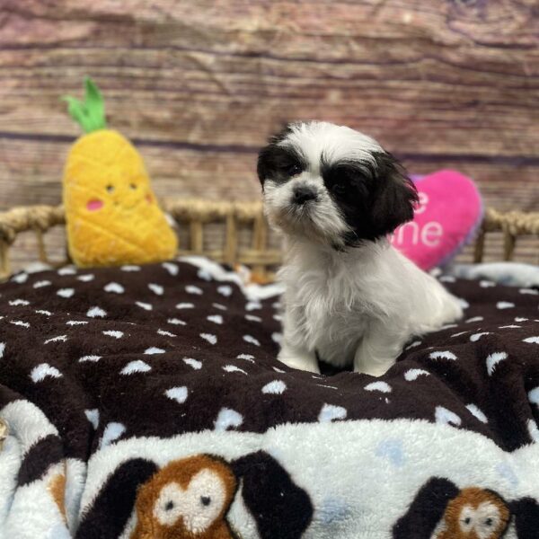 Shih Tzu-DOG-Female-Sbl & Wh-5187-Petland Woodlands, TX