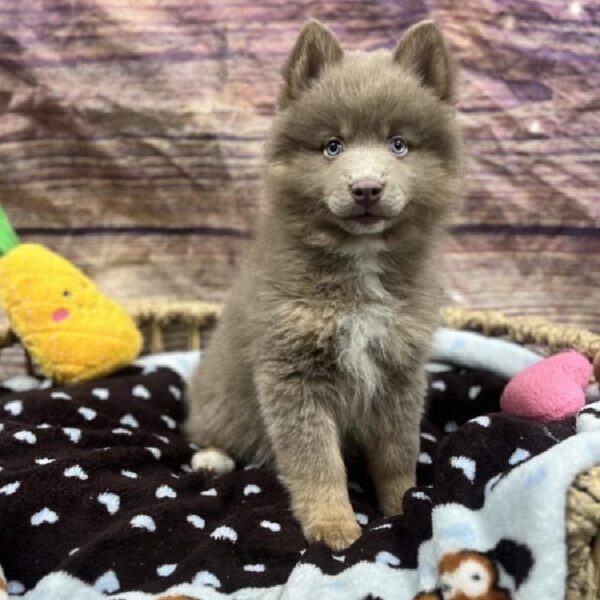 Pomsky 2 Gen-DOG-Male-Slvr-5186-Petland Woodlands, TX
