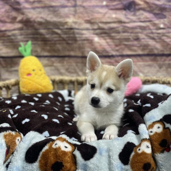 Alaskan Klee Kai-DOG-Male-Gr & Wh-5190-Petland Woodlands, TX