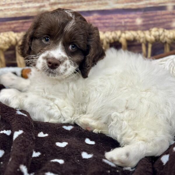 Cockapoo-DOG-Male-Wh & Chlt-5199-Petland Woodlands, TX