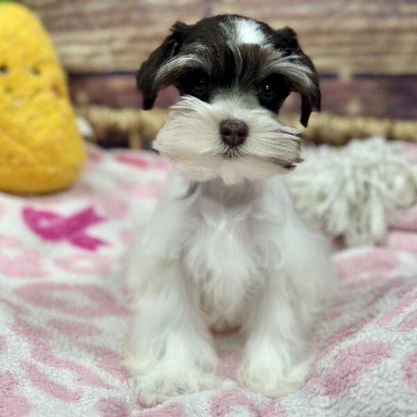 Mini Schnauzer-DOG-Female-Chlt & Wh,Prti-5197-Petland Woodlands, TX