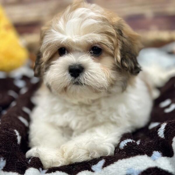 Teddy Bear-DOG-Male-Br& Wh-5193-Petland Woodlands, TX