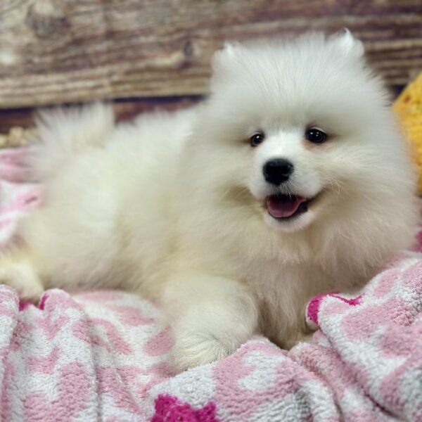 Samoyed DOG Female Wh 5198 Petland Woodlands, TX