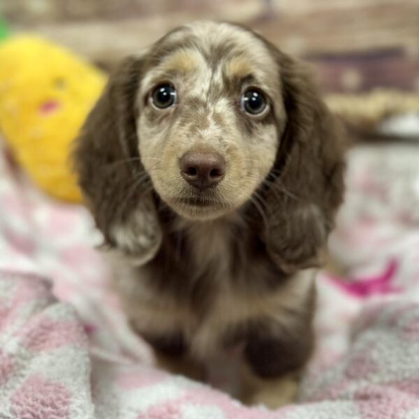 Dachshund-DOG-Female-Chlt & Tn , Dpl-5192-Petland Woodlands, TX