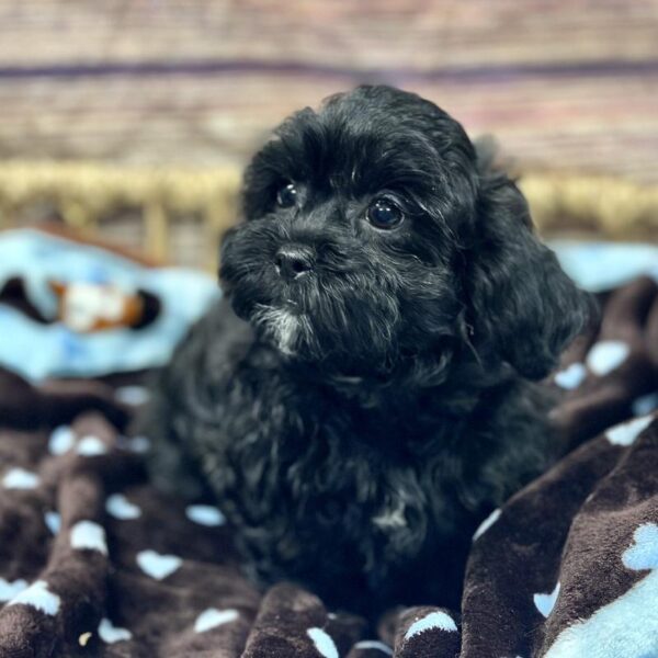 Shizapoo-DOG-Male-Blk & Br , Mrl Mkgs-5210-Petland Woodlands, TX