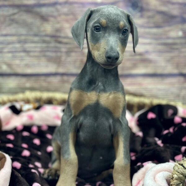 Doberman Pinscher-DOG-Female-Bl & Rst-5205-Petland Woodlands, TX