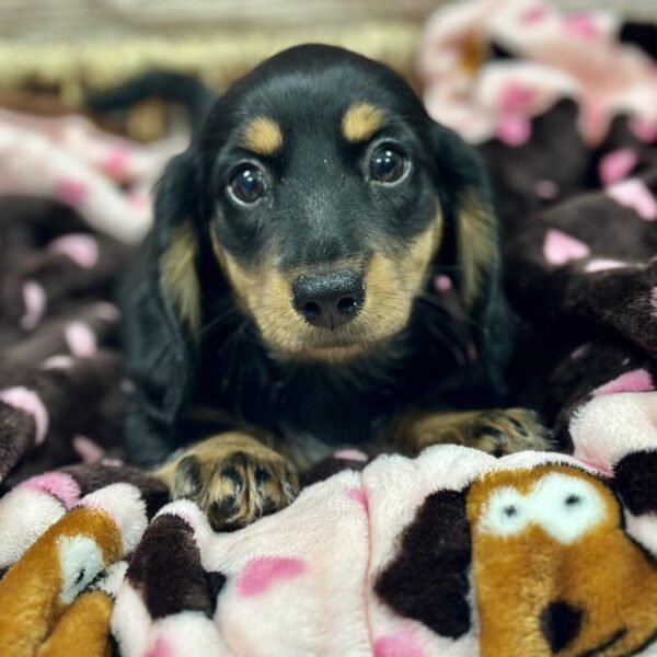 Dachshund-DOG-Female-Blk & Tn-5213-Petland Woodlands, TX