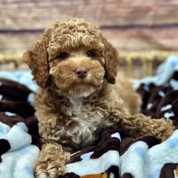 Poodle-DOG-Male-Cr, Wh Mkgs-5211-Petland Woodlands, TX