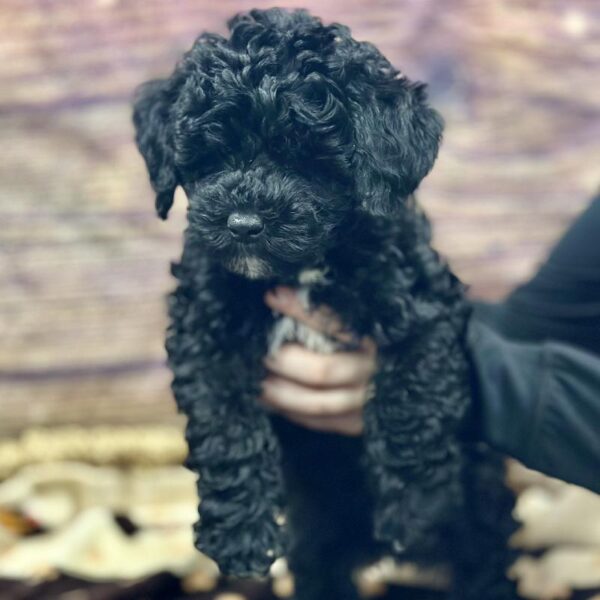 Poodle-DOG-Female-Blk & Wh-5200-Petland Woodlands, TX