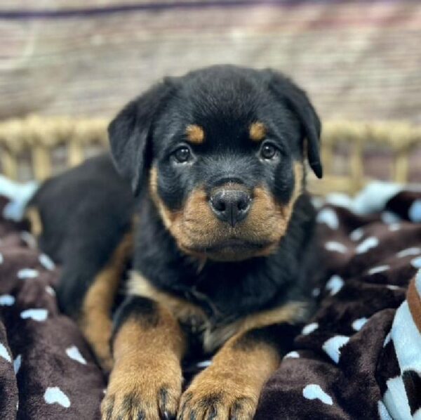 Rottweiler-DOG-Male-Blk & Tn-5218-Petland Woodlands, TX