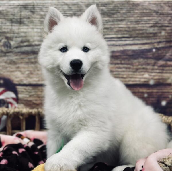 Siberian Husky-DOG-Female-Wh-5224-Petland Woodlands, TX