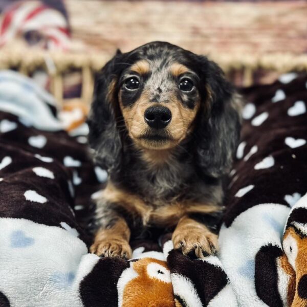 Dachshund-DOG-Male-Bl Dpl-5222-Petland Woodlands, TX