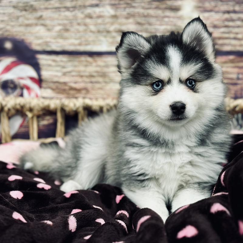 Pomsky Puppy Gr & Wh ID:5223 Located at Petland Woodlands, TX