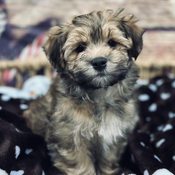 Havanese-DOG-Male-Sbl-5225-Petland Woodlands, TX