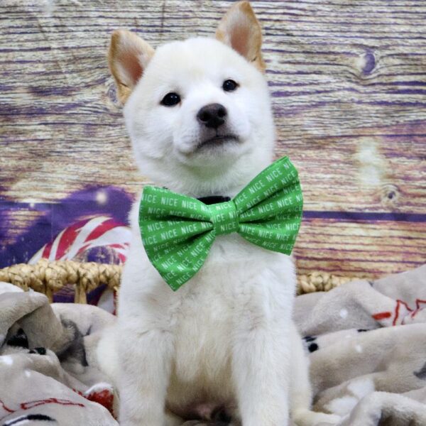 Shiba Inu-DOG-Male-Cr-5231-Petland Woodlands, TX
