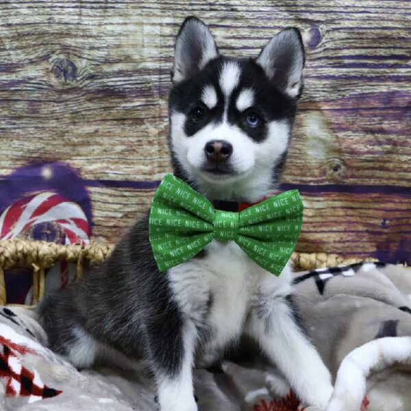 Alaskan Klee Kai-DOG-Female-Blk & Wh-5234-Petland Woodlands, TX