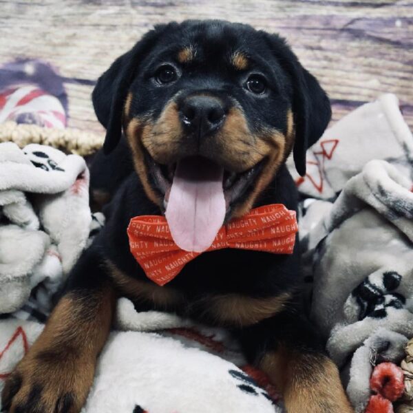 Rottweiler-DOG-Male-Blk & Tn-5226-Petland Woodlands, TX